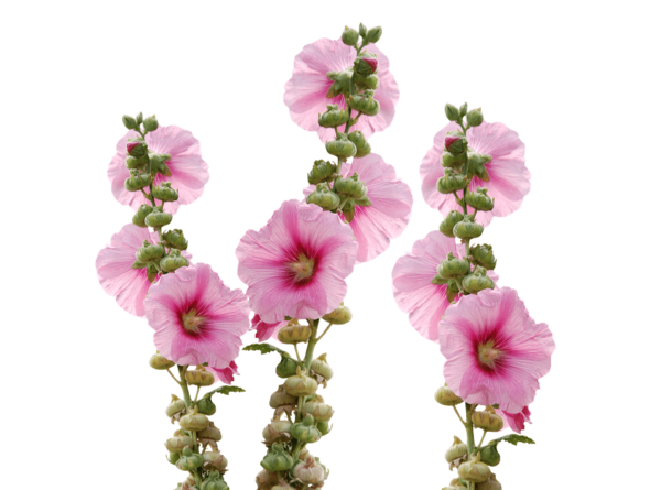 Free Plant Flower Cut Flowers Plant Clipart Clipart Transparent Background