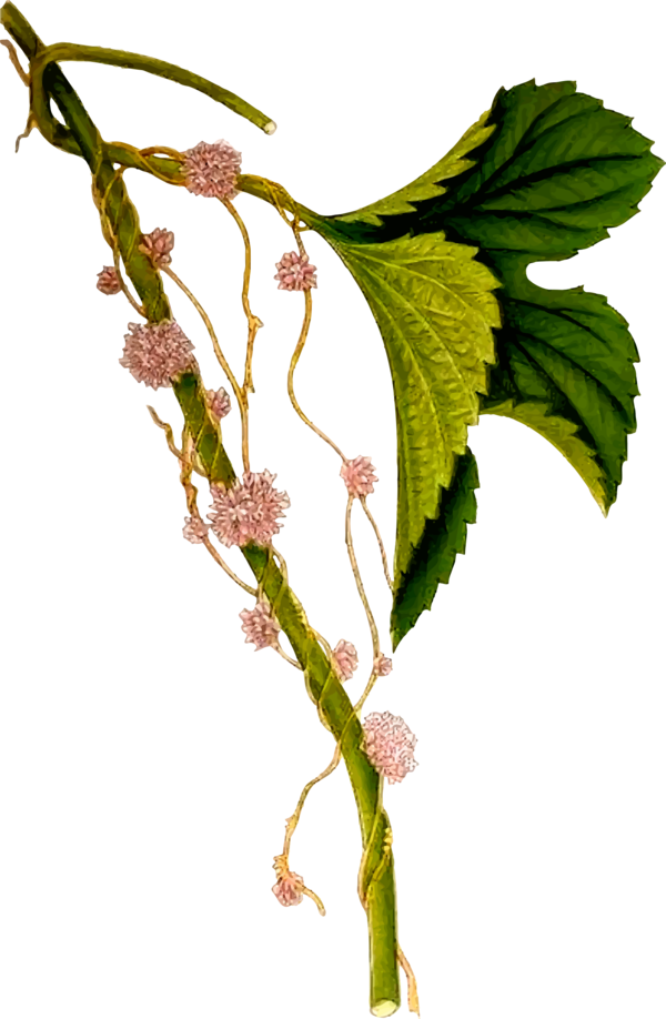 Free Plant Plant Branch Leaf Clipart Clipart Transparent Background