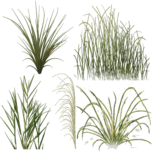 Free Plant Plant Vegetation Grass Clipart Clipart Transparent Background