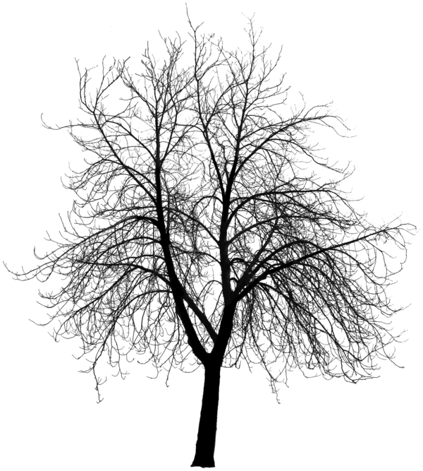 Free Plant Tree Branch Black And White Clipart Clipart Transparent Background