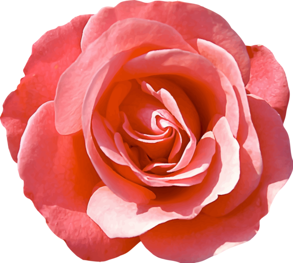 Free Plant Rose Flower Garden Roses Clipart Clipart Transparent Background