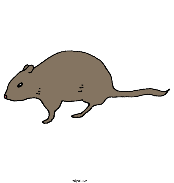 Free Animals Gerbils Rat Or Mouse Pest Control For Animal Clipart Transparent Background
