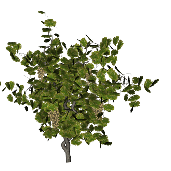 Free Plant Tree Plant Leaf Clipart Clipart Transparent Background