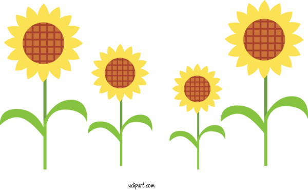 Free Holidays Common Sunflower Plant Stem Cut Flowers For Brazilian Festa Junina Clipart Transparent Background