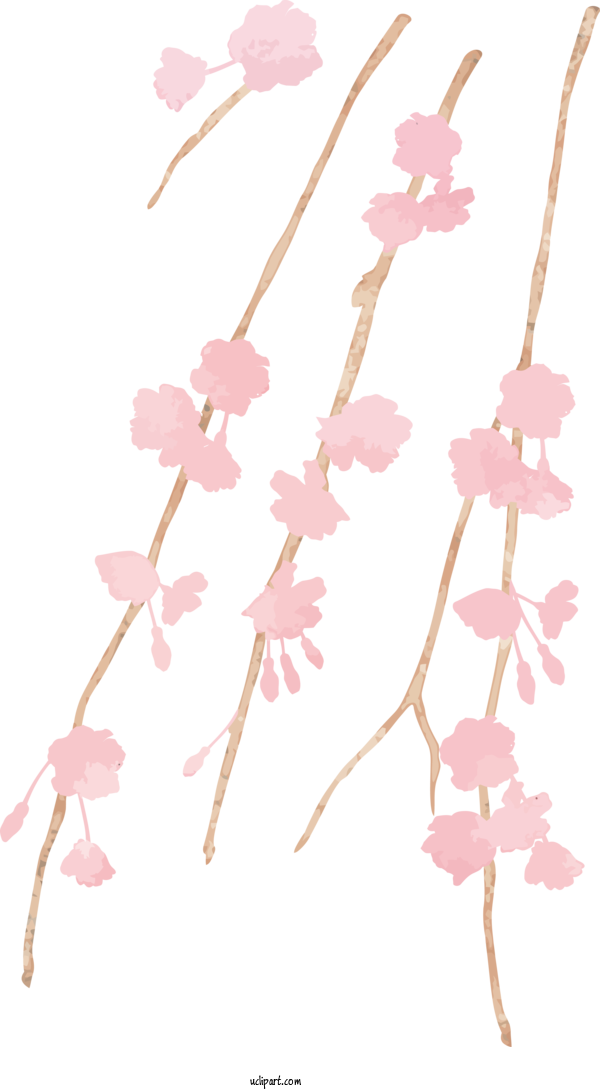 Free Nature Design  Cherry Blossom For Plant Clipart Transparent Background