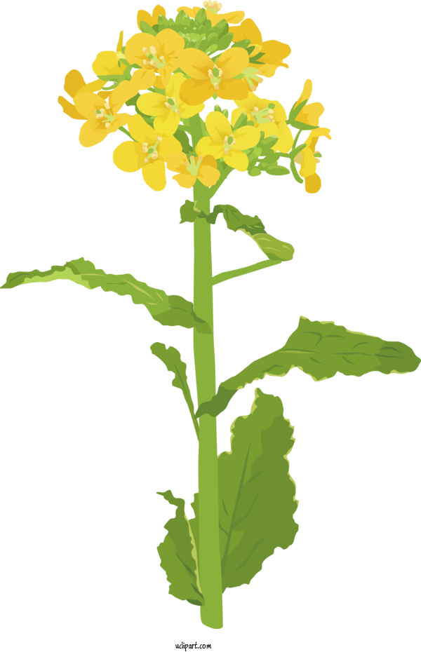Free Nature Field Mustard Plant Stem Cut Flowers For Plant Clipart Transparent Background