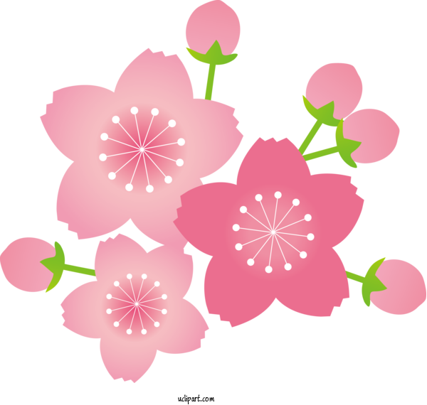 Free Flowers School National Primary School For Sakura Clipart Transparent Background