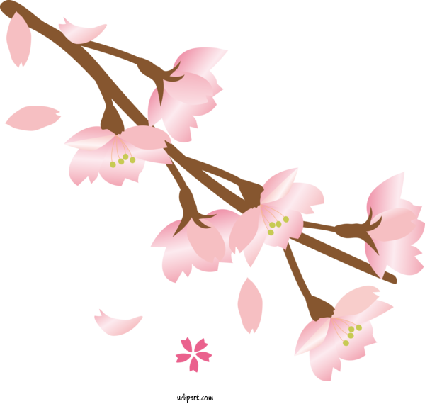 Free Flowers Cherry Blossom JPEG Adobe Illustrator For Sakura Clipart Transparent Background