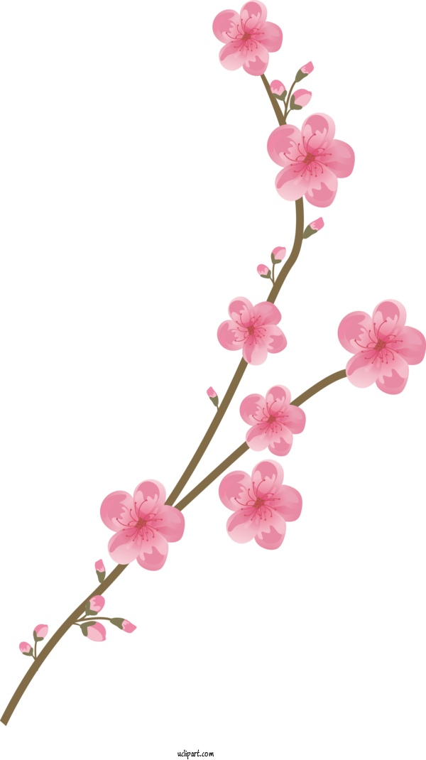 Free Flowers Moth Orchids Plant Stem Cut Flowers For Sakura Clipart Transparent Background