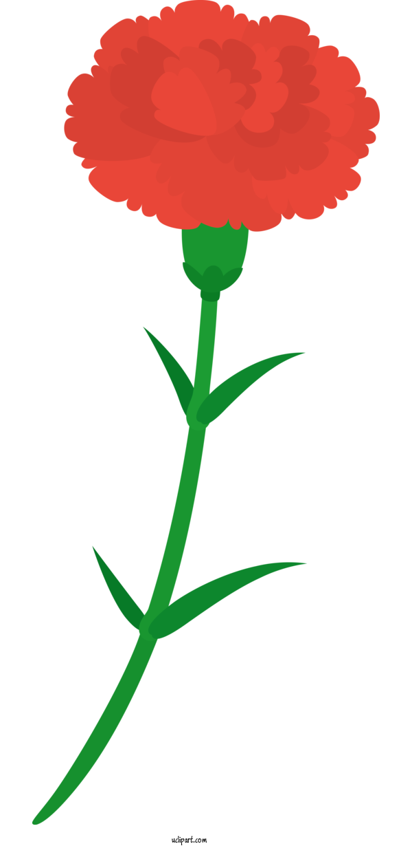 Free Flowers Carnation Garden Roses Floral Design For Carnation Clipart Transparent Background