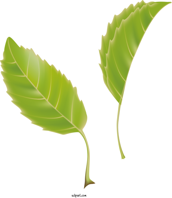 Free Nature Banana Leaf Plant Stem Green For Leaf Clipart Transparent Background