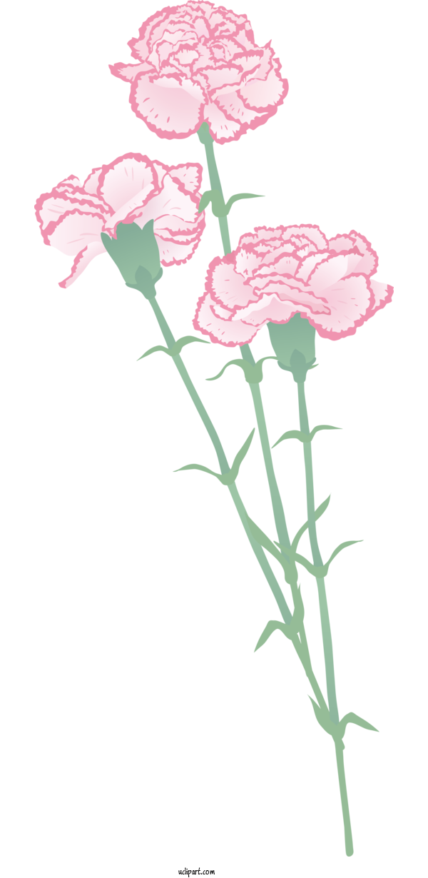 Free Nature Carnation Floral Design Plant Stem For Plant Clipart Transparent Background