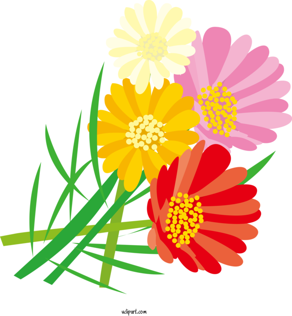Free Nature Transvaal Daisy Oxeye Daisy Chrysanthemum For Plant Clipart Transparent Background