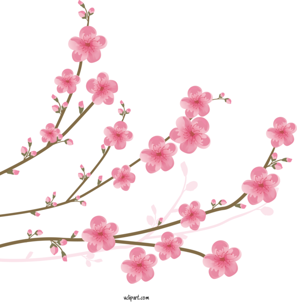 Free Flowers Cherry Blossom Drawing Sketch For Sakura Clipart Transparent Background