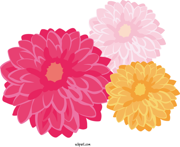 Free Nature Dahlia Transvaal Daisy Floral Design For Plant Clipart Transparent Background