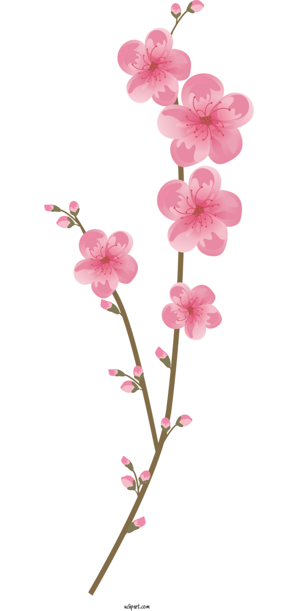 Free Flowers Moth Orchids Plant Stem Cut Flowers For Sakura Clipart Transparent Background