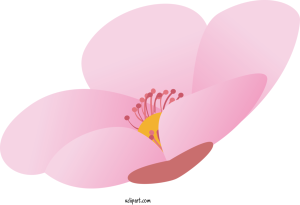 Free Flowers Petal Pink M Close Up For Sakura Clipart Transparent Background