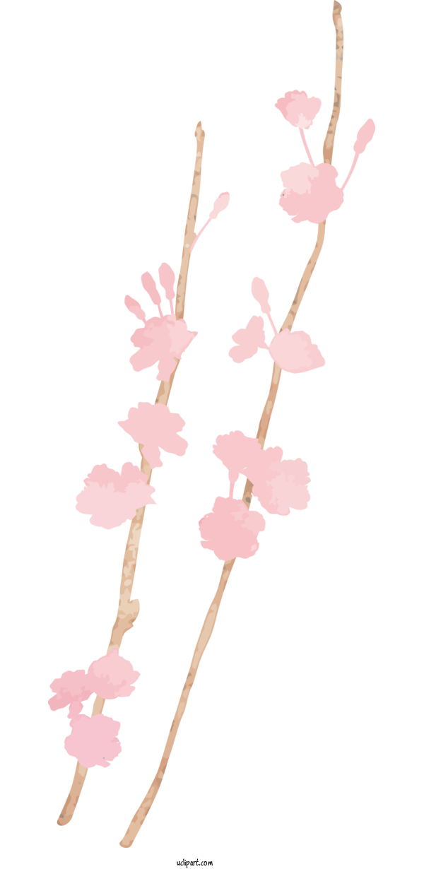 Free Nature Cherry Blossom Plant Stem Design For Plant Clipart Transparent Background