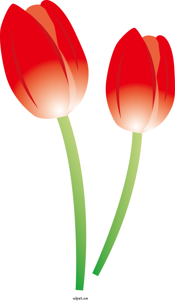 Free Nature Tulip Flower Tulip Vase For Plant Clipart Transparent Background