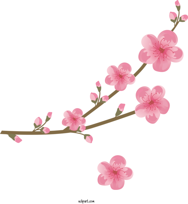Free Flowers Cherry Blossom Blossom Petal For Sakura Clipart Transparent Background