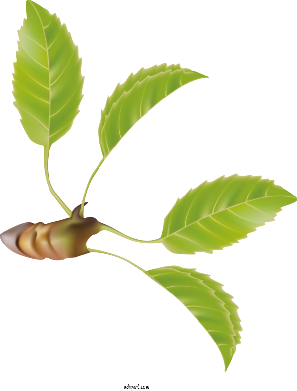 Free Nature Twig Plant Stem Leaf For Leaf Clipart Transparent Background