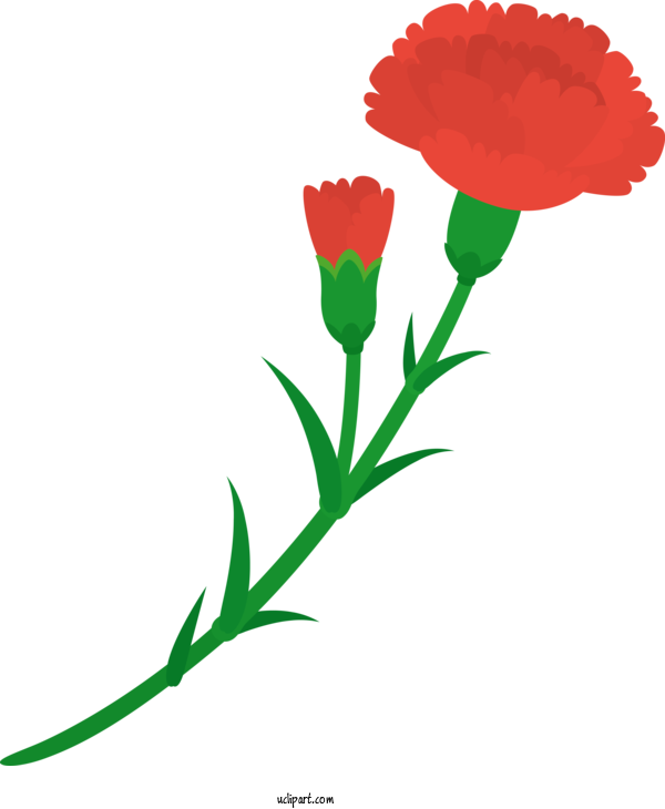 Free Flowers Garden Roses Plant Stem Cut Flowers For Carnation Clipart Transparent Background