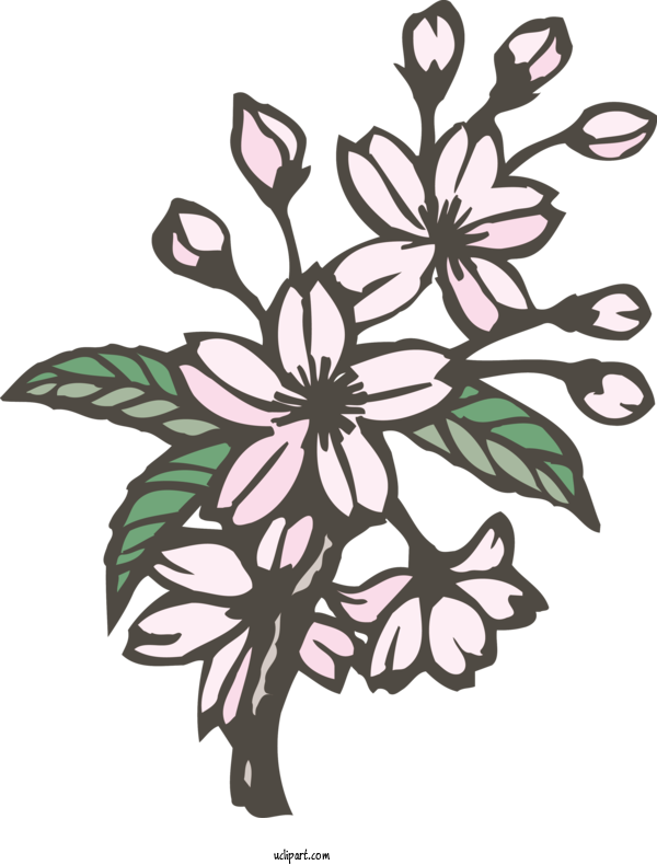Free Flowers Floral Design Plant Stem Cut Flowers For Sakura Clipart Transparent Background