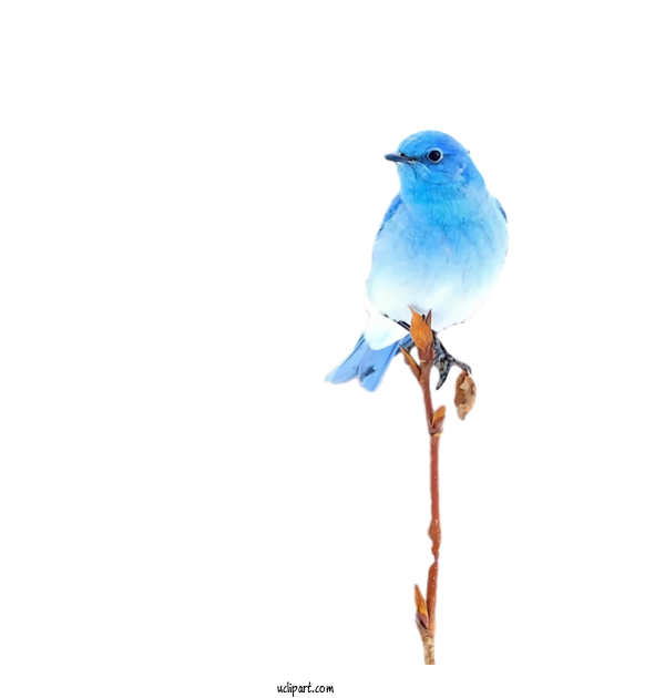 Free Animals Bunting Cobalt Blue Old World Flycatchers For Bird Clipart Transparent Background