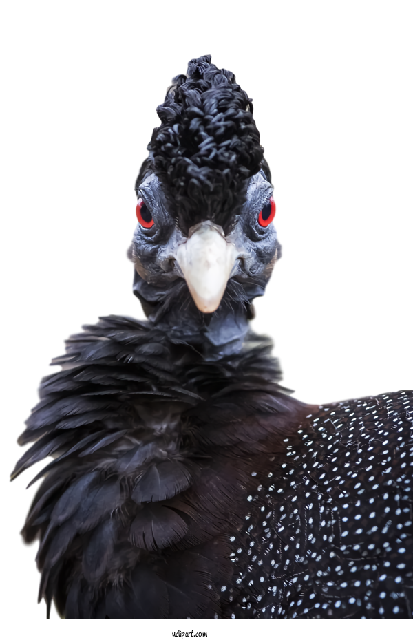 Free Animals Birds Beak Crested Guineafowl For Bird Clipart Transparent Background