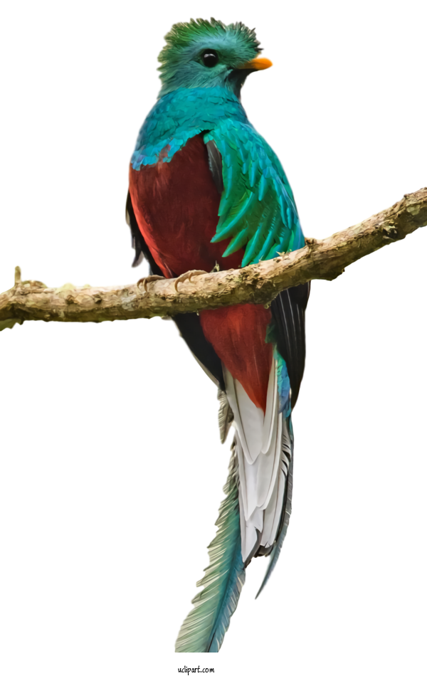Free Animals Birds Resplendent Quetzal Flight For Bird Clipart Transparent Background