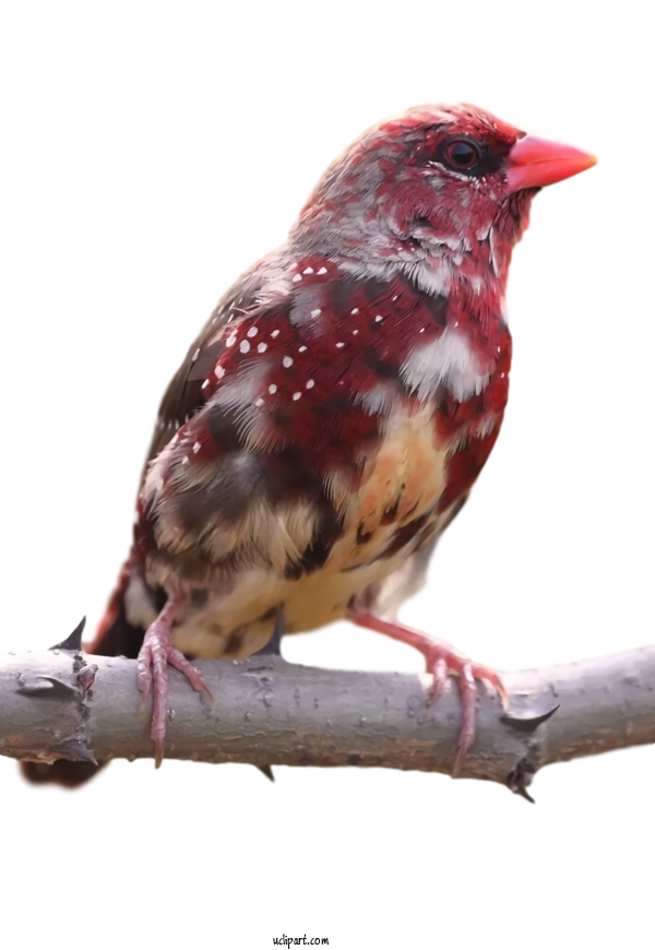 Free Animals Red Avadavat Birds Finches For Bird Clipart Transparent Background