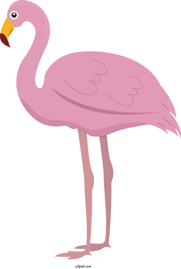 Free Animals Greater Flamingo Birds Cartoon For Bird Clipart Transparent Background
