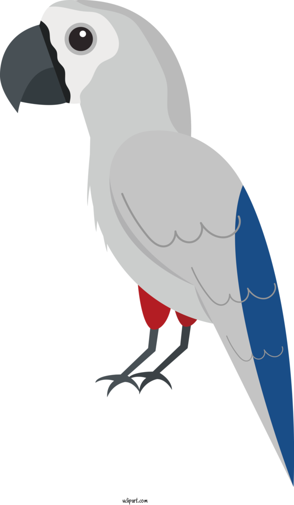 Free Animals Macaw Parrots Beak For Bird Clipart Transparent Background