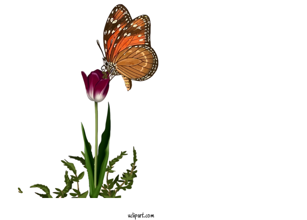 Free Nature Positive Butterfly Illustrations For Plant Clipart Transparent Background