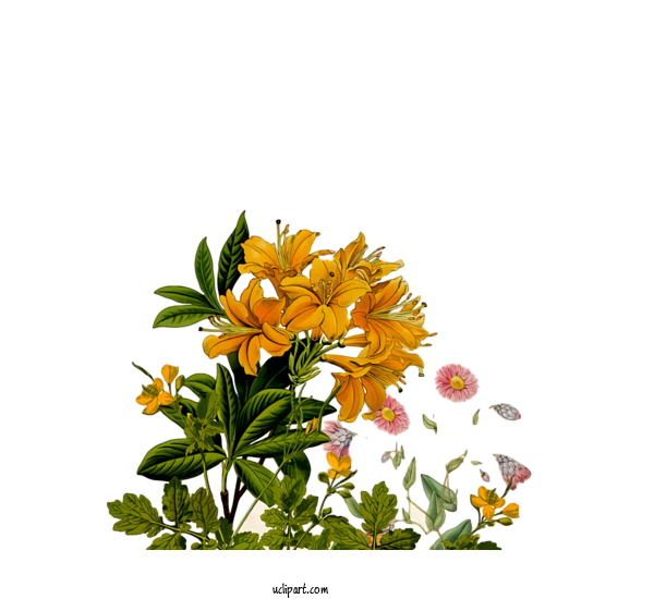 Free Nature Flower Floral Design Design For Plant Clipart Transparent Background