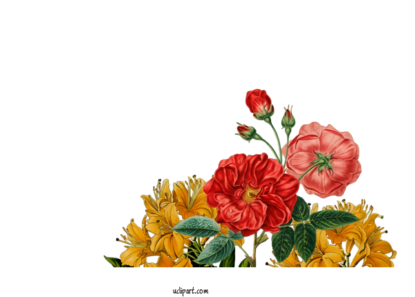 Free Nature Garden Roses Flower Floral Design For Plant Clipart Transparent Background