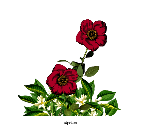 Free Nature Garden Roses Floral Design Flower For Plant Clipart Transparent Background