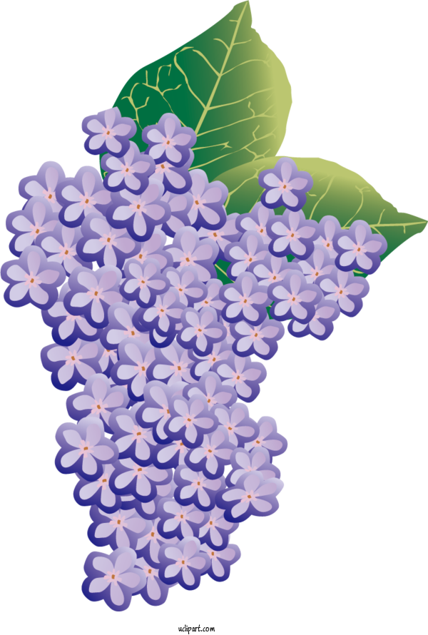 Free Flowers Grape Floral Design Design For Hydrangea Clipart Transparent Background