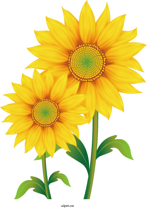 Free Flowers Drawing Cartoon Silhouette For Sunflower Clipart Transparent Background