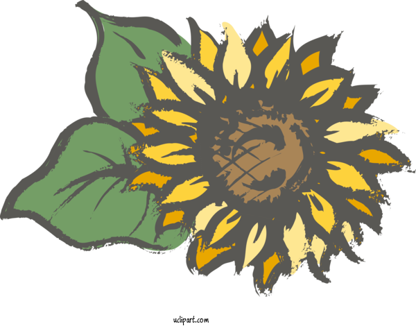 Free Flowers Common Sunflower Sunflower Seed Floral Design For Sunflower Clipart Transparent Background