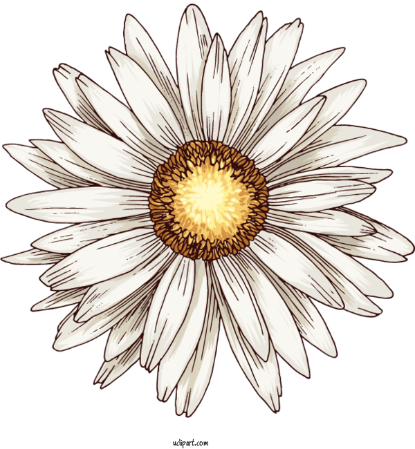 Free Flowers Transvaal Daisy Cut Flowers Common Daisy For Gerbera Clipart Transparent Background