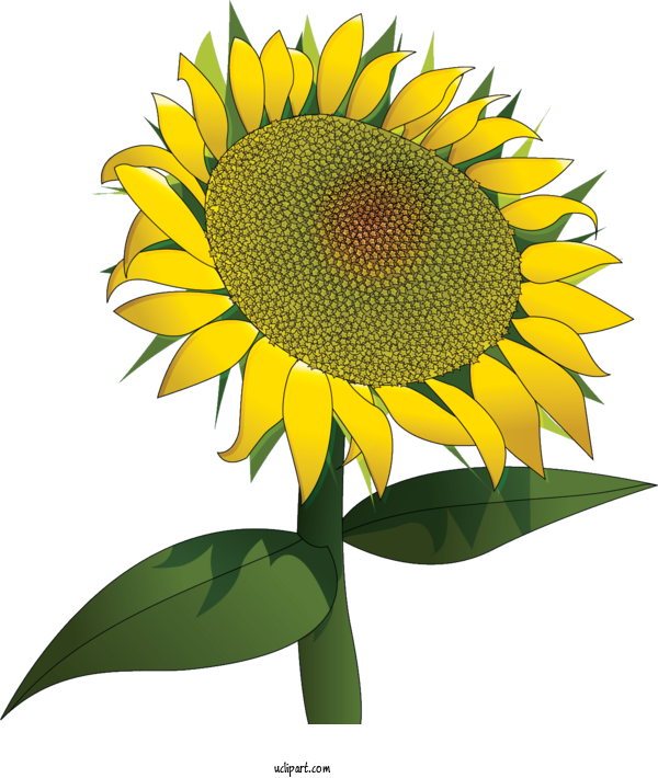 Free Flowers Postcard Gift Birthday For Sunflower Clipart Transparent Background