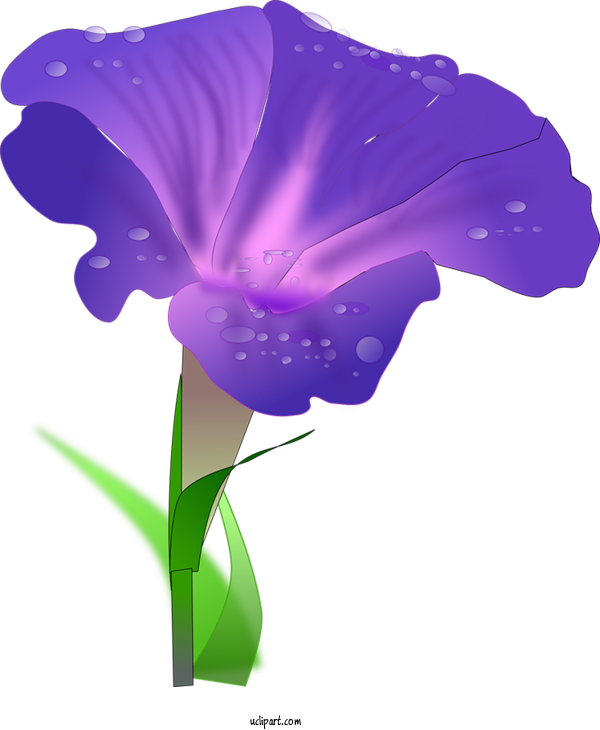 Free Flowers Morning Glory Transparency Icon For Morning Glory Clipart Transparent Background