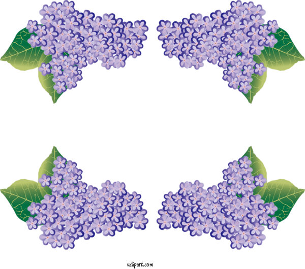 Free Flowers Lilac Flower French Hydrangea For Hydrangea Clipart Transparent Background