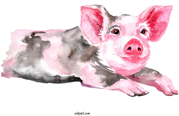 Free Animals Watercolor Painting Painting Painting For Pig Clipart Transparent Background