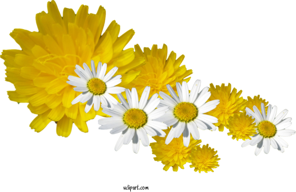 Free Flowers Common Daisy Flower Chrysanthemum For Dandelion Clipart Transparent Background