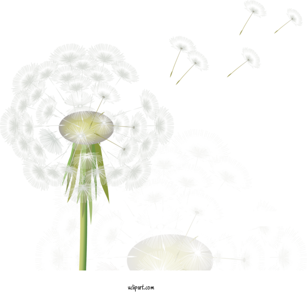 Free Flowers Flower Computer Energy For Dandelion Clipart Transparent Background