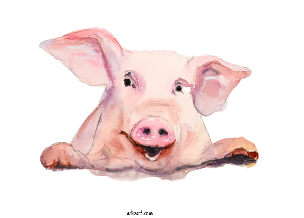 Free Animals Watercolor Painting Painting Drawing For Pig Clipart Transparent Background