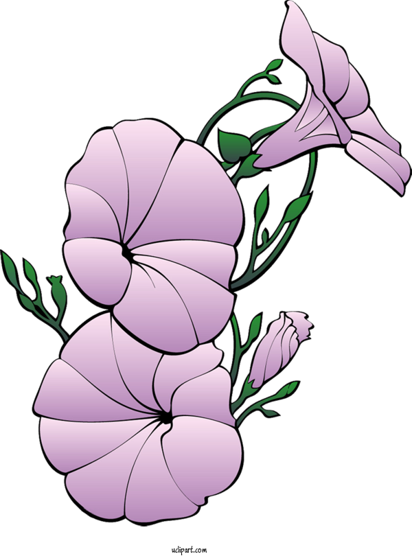 Free Flowers Floral Design Japanese Morning Glory Petal For Morning Glory Clipart Transparent Background
