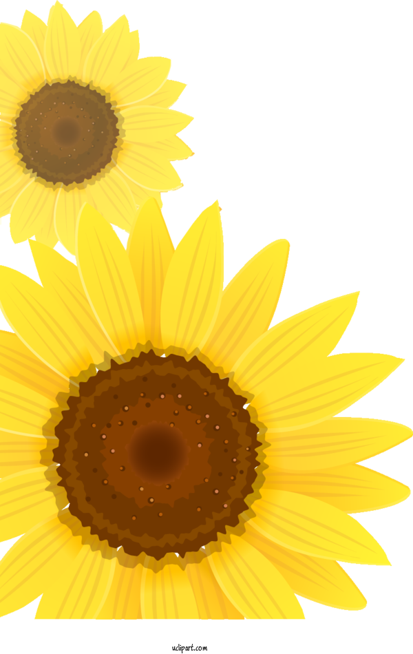 Free Flowers Cartoon Drawing Common Sunflower For Sunflower Clipart Transparent Background